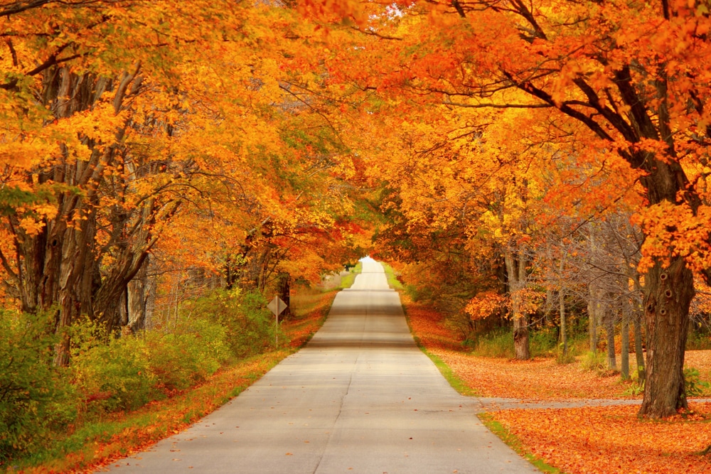 The best Small Towns in Wisconsin to see fall foliage, like this stunning tunnel of trees