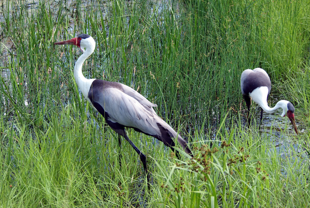 Pair of wattled cranes in tall grass marsh. One close to the camera and walking, one slightly farther bent and foraging for food. Taken at the International Crane Foundation (Wisconsin, USA)