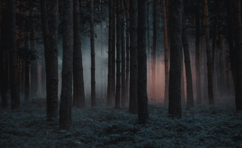 A dark and spooky forest in one of the haunted places in Wisconsin.