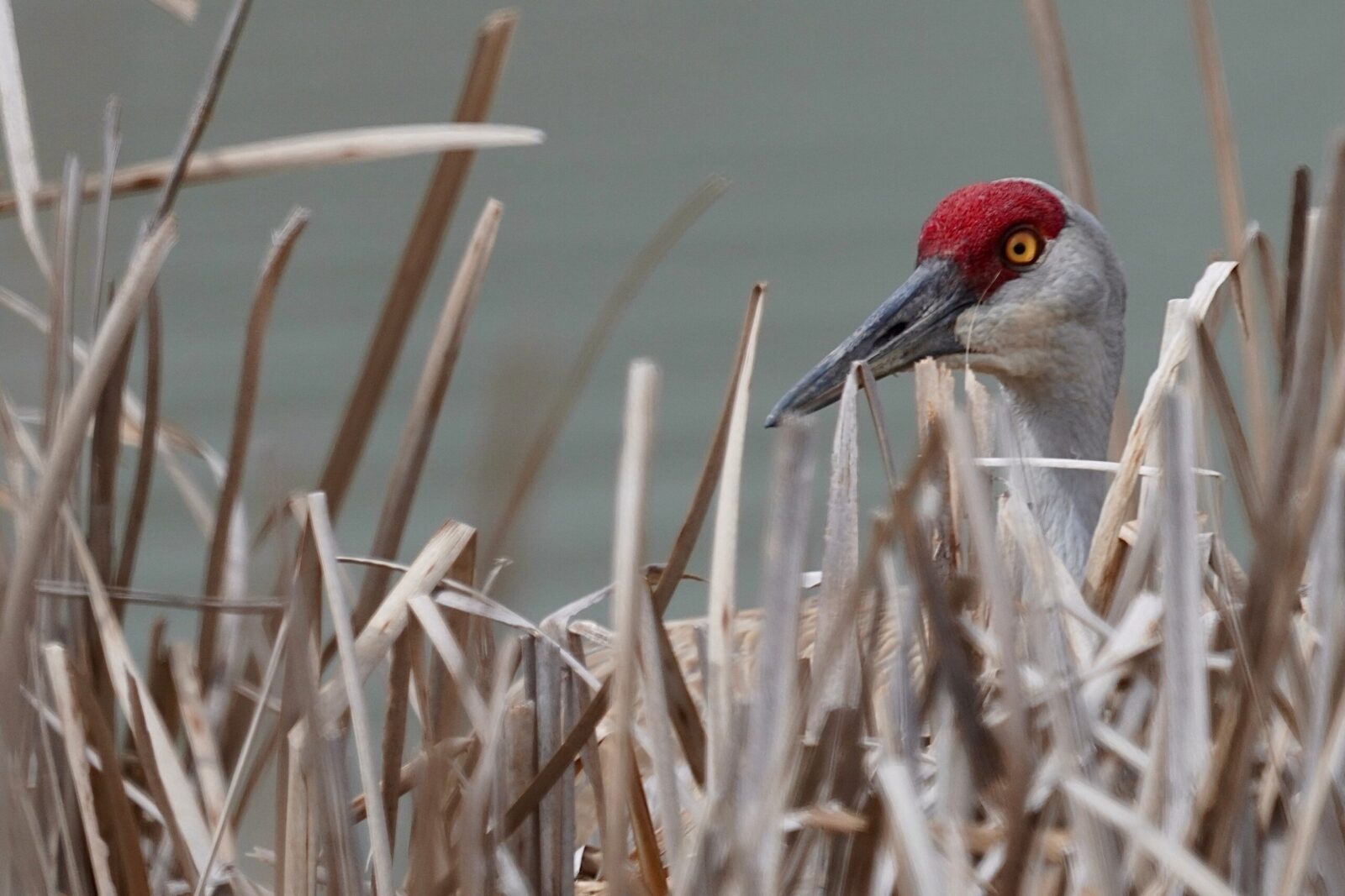 See the Spring Sandhill Crane Migration in Wisconsin 1 Sandhill Crane hiding in the tall grass during the spring sandhill crane migration.