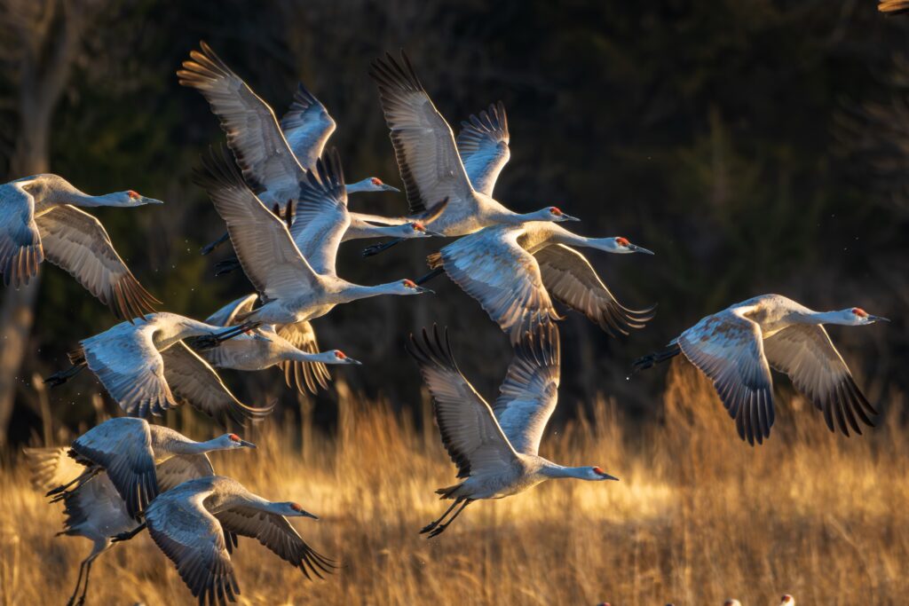 Sandhill Crane Migration in Baraboo WI